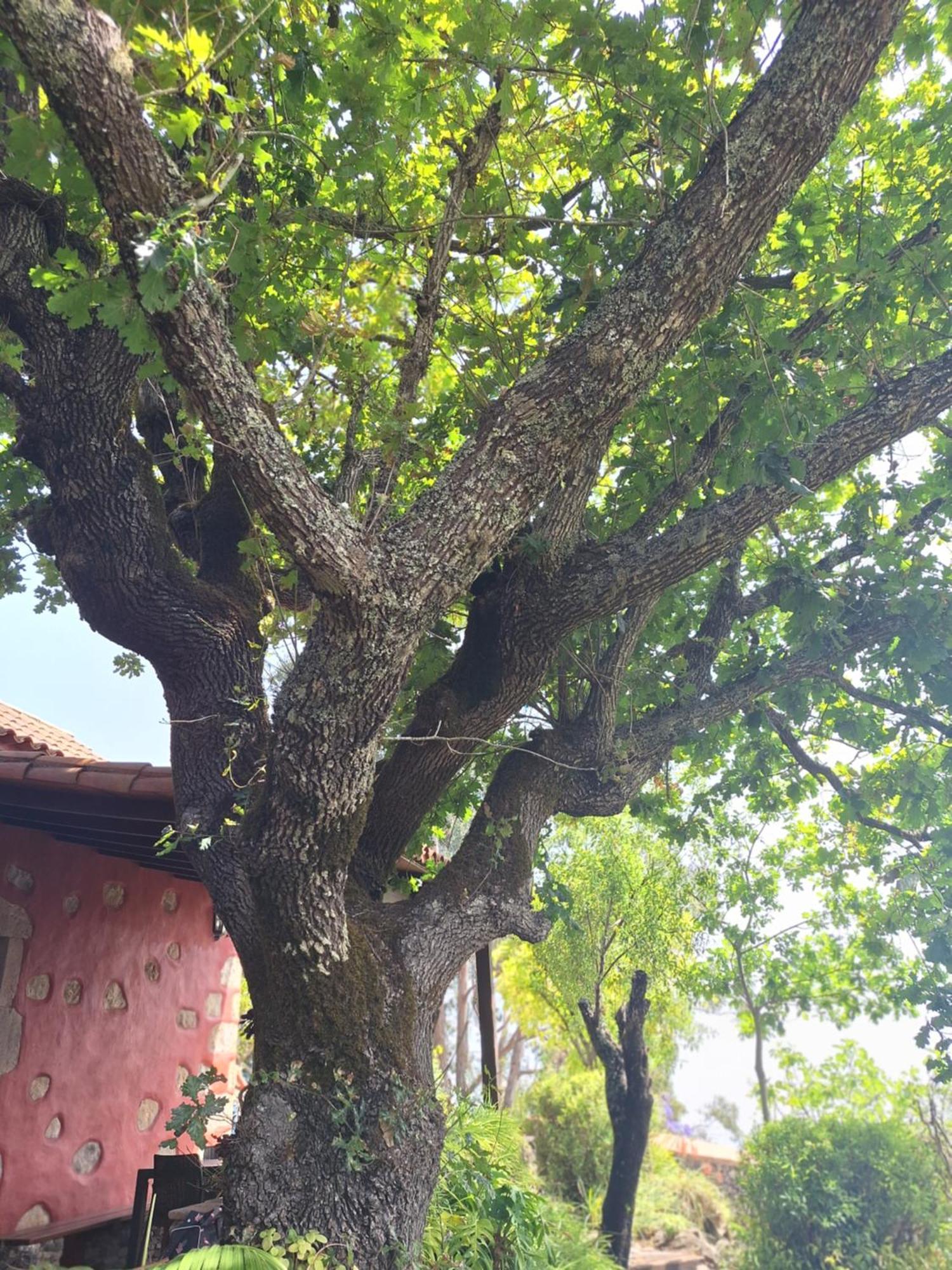 Moya  Casa Rural Con Piscina Privada El Roble מראה חיצוני תמונה
